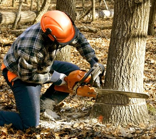 Tree Removal in Hanna, IN